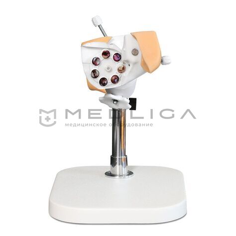 Тренажер по отиатрии, 3